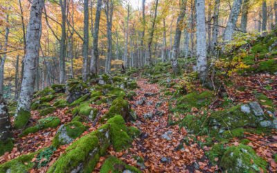 Montes vecinales en mano común