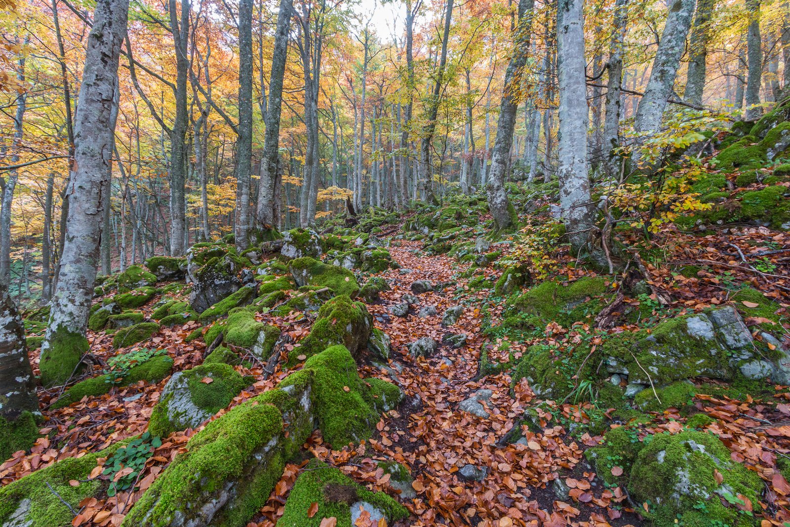 montes vecinales en mano común